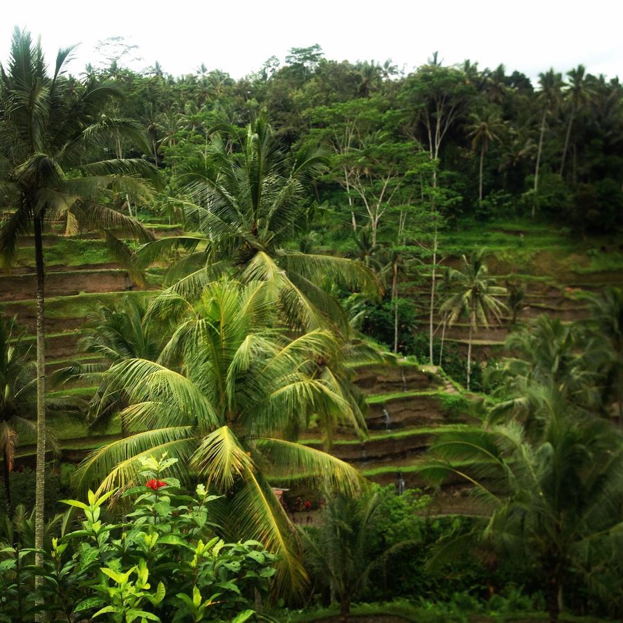 Mano House Apartment Ubud Exterior foto